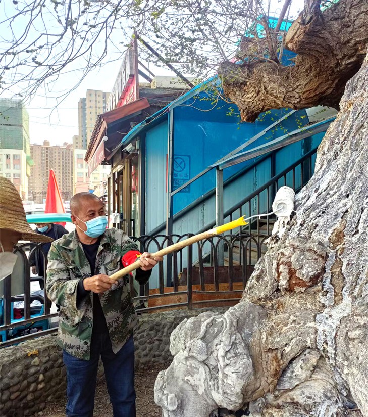 1656989064548311.jpg 6 圖為:副食市場(chǎng)管理員養(yǎng)護(hù)古榆_副本.jpg